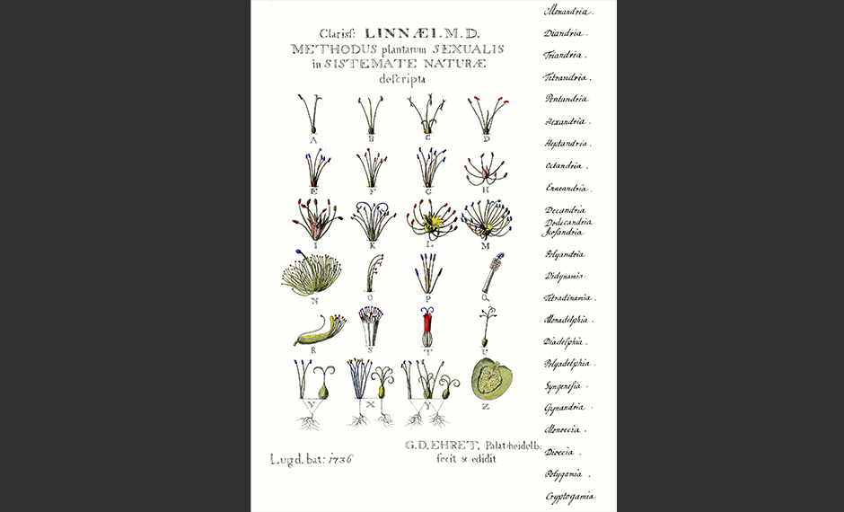 Planschen "Methodus Plantarum Sexualis in sistemate naturae descripta" (Leiden 1736) föreställer pistiller och ståndare enligt Linnés sexualsystems 24 klasser.